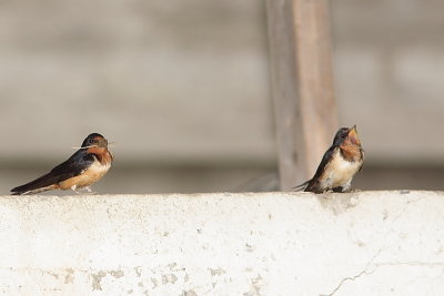 Hirondelle rustique, Barn Swallow