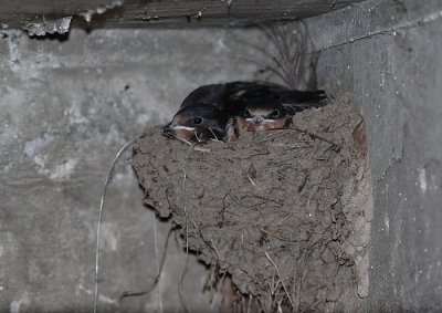 Hirondelle rustique, Barn Swallow