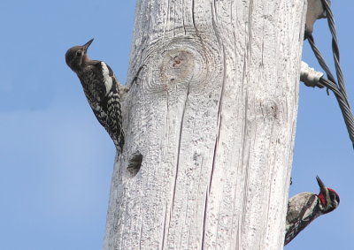 Pic macul, Yellow-bellied Sapsucker
