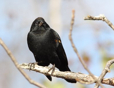 Carouge  paulettes, Red-winged Blackbird