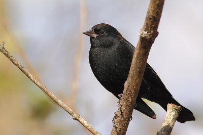 Carouge  paulettes, Red-winged Blackbird