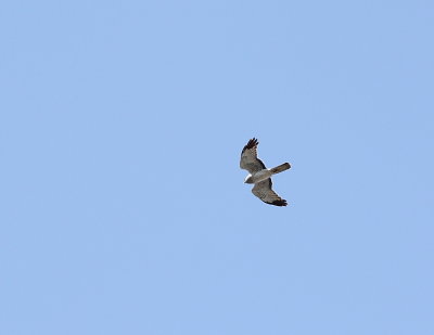 Busard Saint-Martin,  Northern Harrier