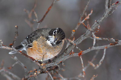 Merle d'Amrique, American Robin