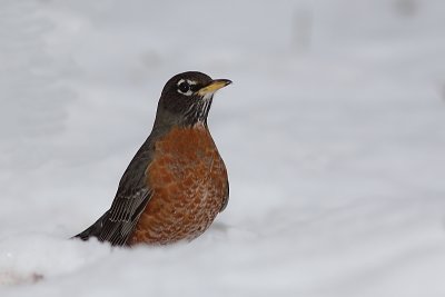 Merle d'Amrique, American Robin