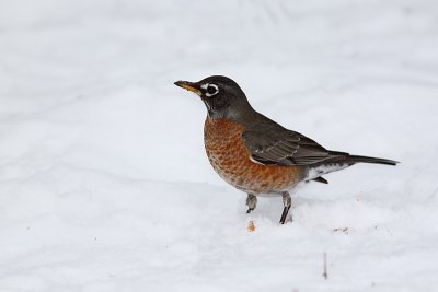 Merle d'Amrique, American Robin