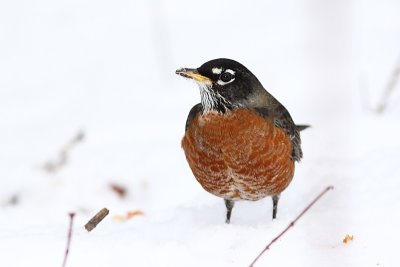 Merle d'Amrique, American Robin