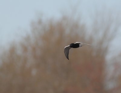 Guifette noire, Black Tern