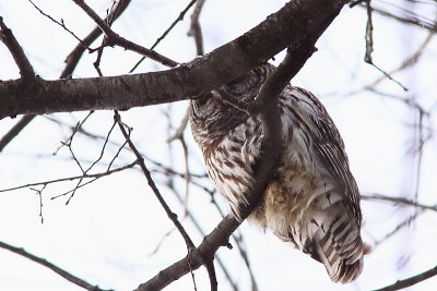 Chouette raye, Barred Owl