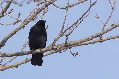 Corneille d'Amrique, American Crow