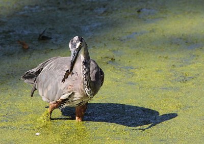 Grand Hron, Great blue Heron