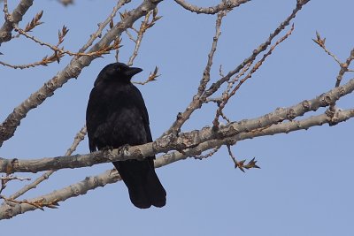 Corneille d'Amrique, American Crow