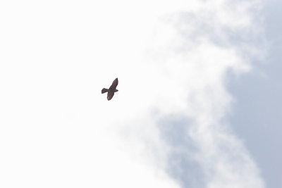g1/95/921695/3/146029523.s1JPvbBg.jpg