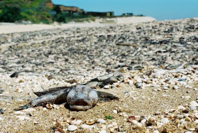 Dead fish