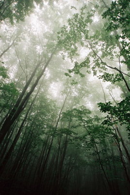 Foggy forrest