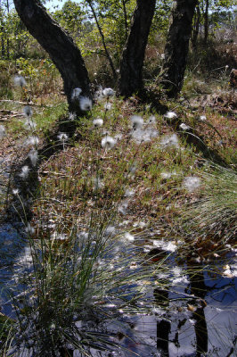 Kruld - Cotton grass