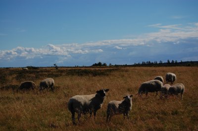 Fr p Frejstrup hede, Vesthimmerland