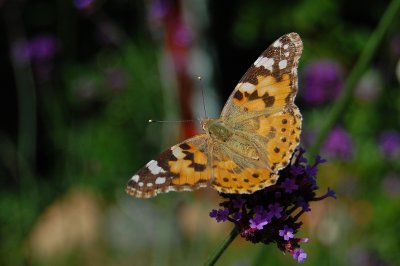 Tidselsommerfugl