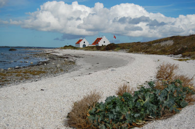 Strandkl - Sea kale