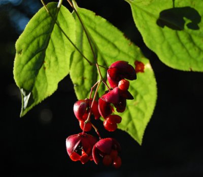 Euonymus planibes - Benved