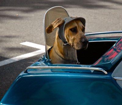 Chien
