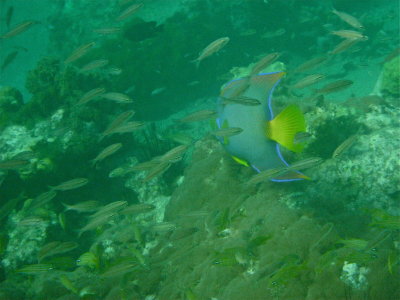 g1/95/964695/3/128842356.4VhsxZbT.jpg