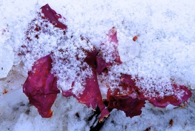 Algues  la neige...