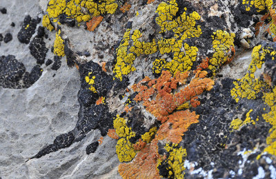 Lichen