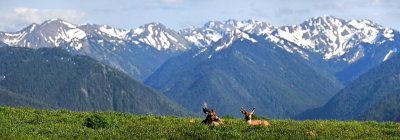 Hurricane Ridge pano 1 small.jpg