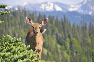 Olympic National Park