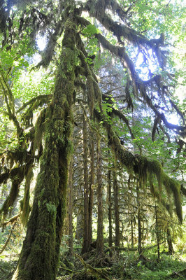 Olympic National Park