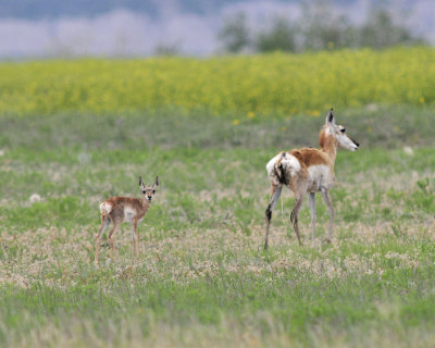 Buffalo Gap National Grasslands