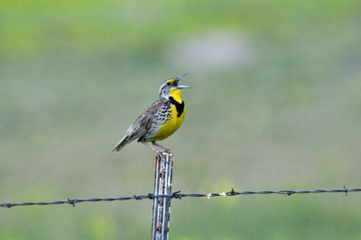 Buffalo Gap National Grasslands