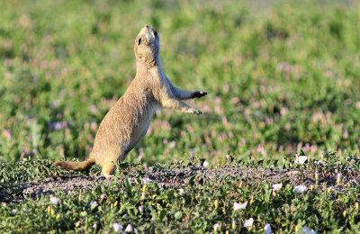 _SER9895a2.jpgPrairie Dog