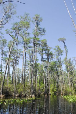 Okefenokee