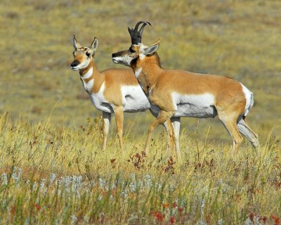 Pronghorn Antelope, South Dakota