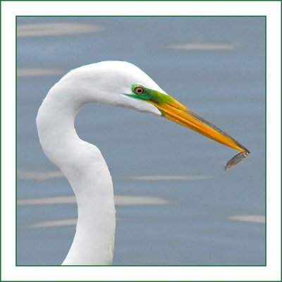 Long Lake Egret