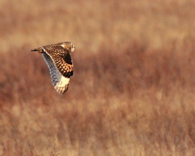 Crex Meadows Wildlife Area