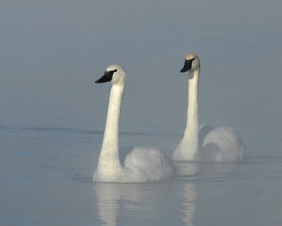 Trumpeter Swans of Hudson, Wisconsin