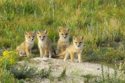 Swift Fox of the Badlands