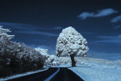 Infrared Photography