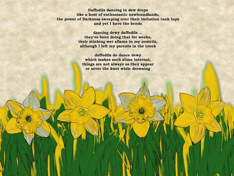 Daffodils dancing in dew drops