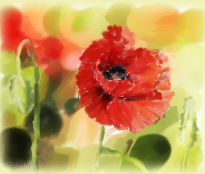 Poppy in Painter, ArtRage and Photoshop
