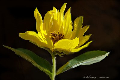sunflower in oils