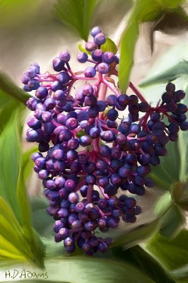 Purple Berries 2