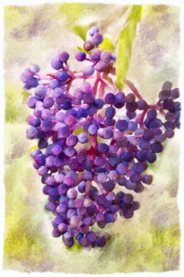 Purple berries.jpg