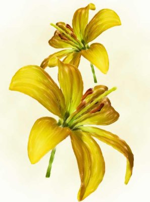 Yellow   Lilies
