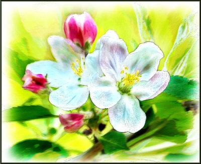 The Blossoms Watercolor
