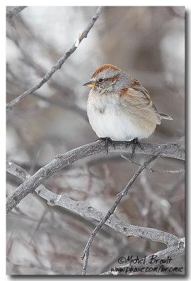 Bruant hudsonien - American Tree Sparrow