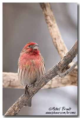 Roselins - Finches