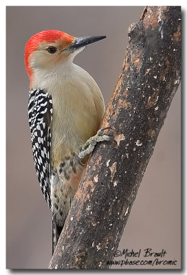 Pic  ventre roux - Red-bellied Woodpecker